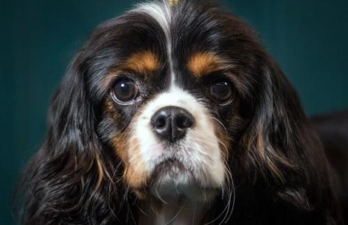 Секретный гарвардский стартап хочет сделать бессмертными собак, а затем и людей