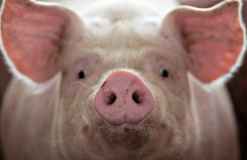 Можно ли пересадить человеку органы свиньи? Пора это выяснить