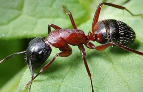 Особенности муравьиной кислоты