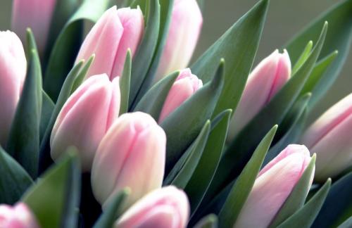 Красноярские заказчики получили возможность приобретать тюльпаны оптом на выгодных ценовых условиях