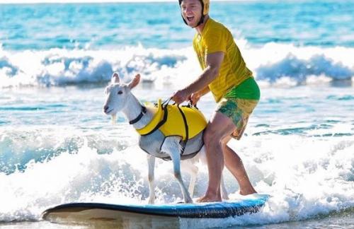 Коза-серфингистка: спортсмен из Калифорнии научил животное покорять волны