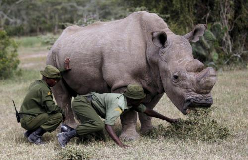 Умер последний в мире самец белого носорога