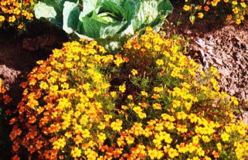 Выращивание бархатцы цветы - Семена бархатцев