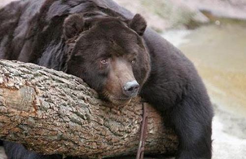 А вы знаете как спят медведи?