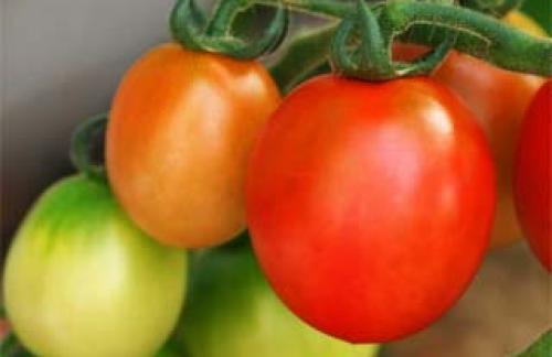 Выращивание помидоров (томатов) рассадным и безрассадным способами